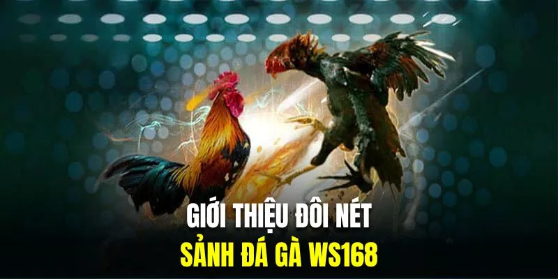 Giới thiệu đôi nét về sảnh đá gà trực tiếp WS168